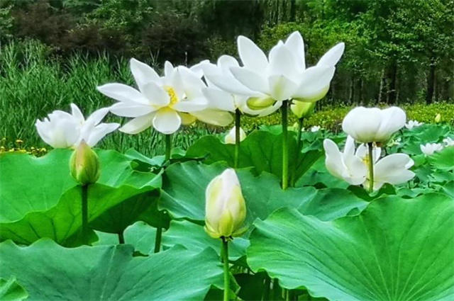 白荷花美诗六首:淤泥深浅人不识,出水方知是白莲