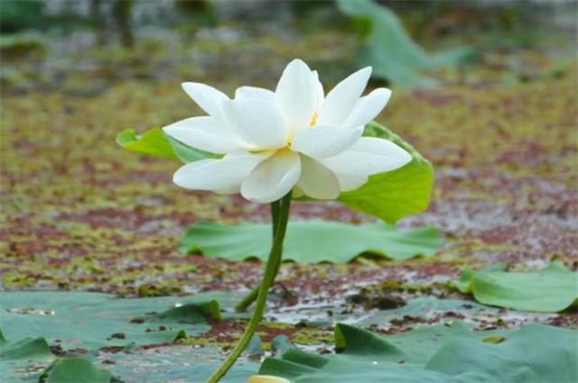 白荷花美诗六首:淤泥深浅人不识,出水方知是白莲