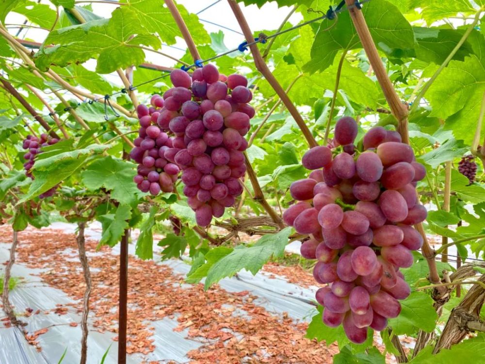 熟了熟了什邡本地葡萄进入采摘季