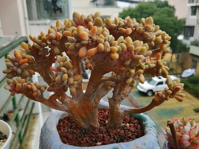 醉美人,和绮罗一样神奇的品种,最好养的缀化多肉,上色真的好美_腾讯