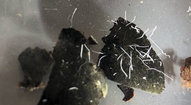 单个细菌长度1厘米,肉眼就能看到!