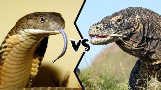 眼镜王蛇vs科莫多巨蜥当蛇王遇到蜥蜴王谁会笑到最后呢