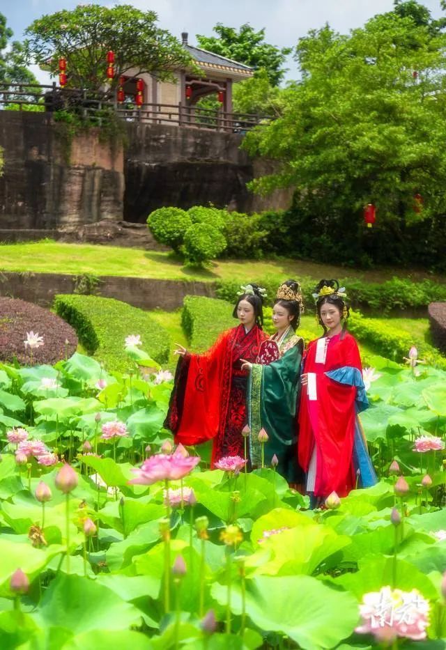 千种莲花亮相千年莲花山番禺莲花文化旅游节开启
