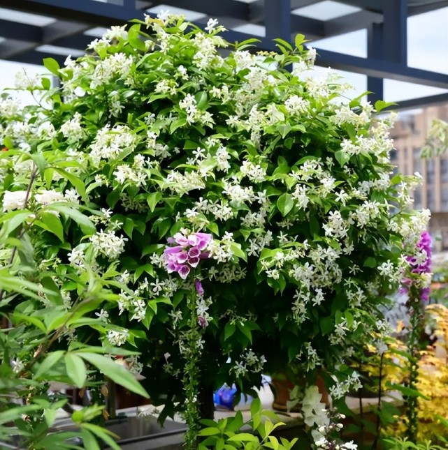 夏天养盆风车茉莉,好养好看又耐晒,花开一茬接一茬,香飘满屋