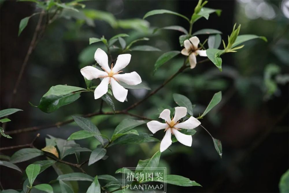 梅子熟时栀子香_腾讯新闻