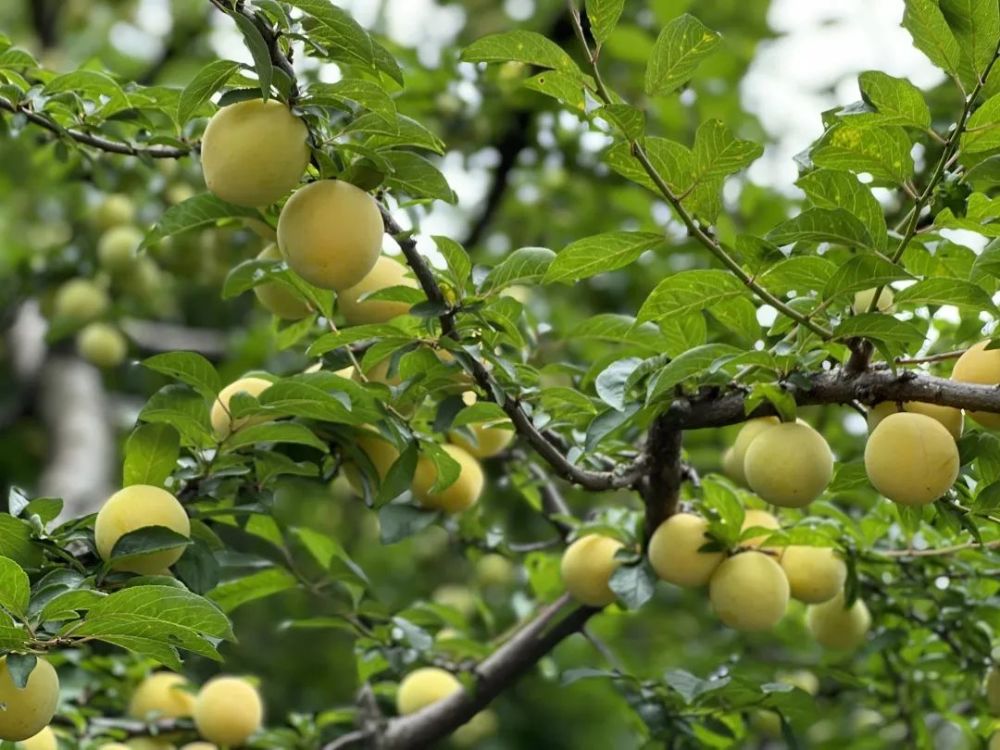 桃李春风一杯酒金黄色的四川桃花李真甜