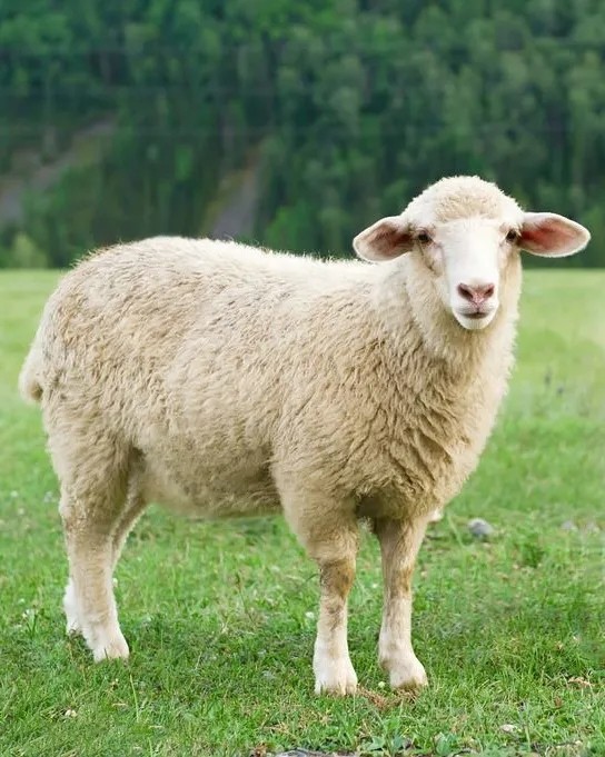 动物趣闻:山羊和绵羊有哪些区别?