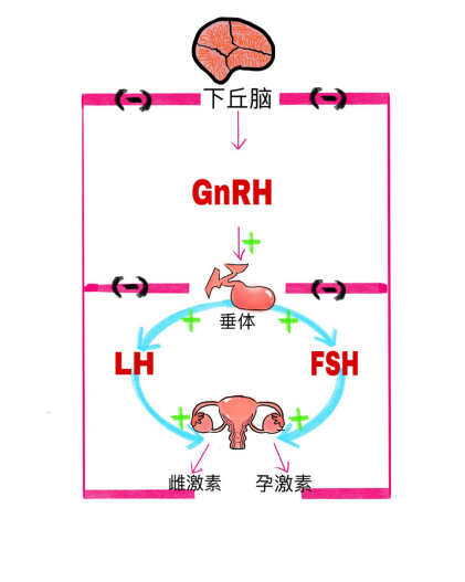 女性的性腺轴也隶属女性内分泌调控的大网络,他们直接或间接管控着