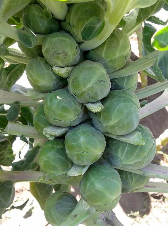 荒野维生野菜系列抱子甘蓝