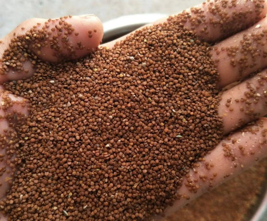 4种做冰凉粉的天亚博买球网址然材料路边摘一把就能做一盆你吃过几种 4种做冰凉粉的天亚博买球网址然材料路边摘一把就能做一盆你吃过几种