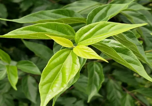 4种做冰凉粉的天亚博买球网址然材料路边摘一把就能做一盆你吃过几种 4种做冰凉粉的天亚博买球网址然材料路边摘一把就能做一盆你吃过几种