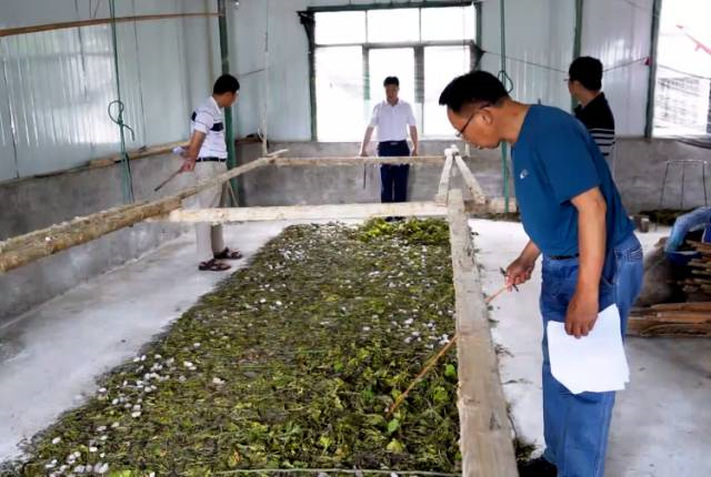 宜州区:蚕桑新品种示范测产,促进农户增收企业增效