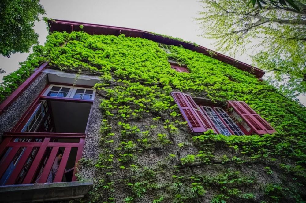 盛夏很清凉,一墙的爬山虎装点起绿房子_腾讯新闻