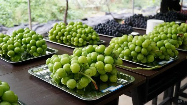阳光玫瑰葡萄苗2022价格表图片