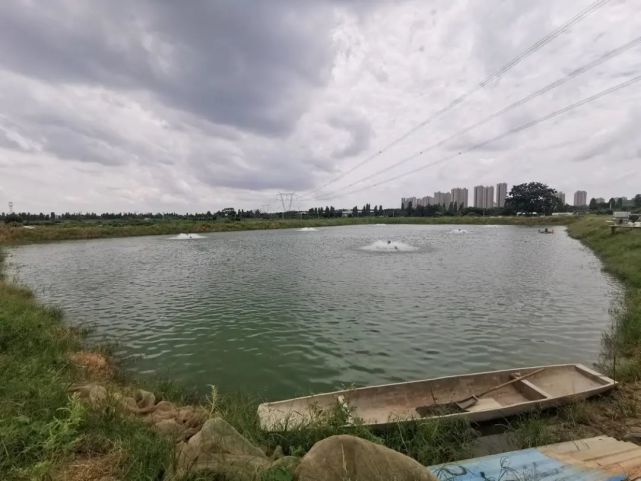 南海5000亩鱼塘整治,令农民产量大"荷包"涨!