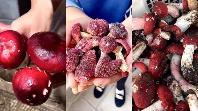 云南奇葩老板卖15年野生菌菇,买家下单前得证明不会中毒