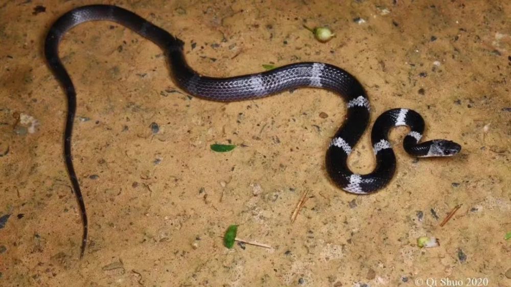 一不小心遇到蛇你可能需要这份实用的图鉴