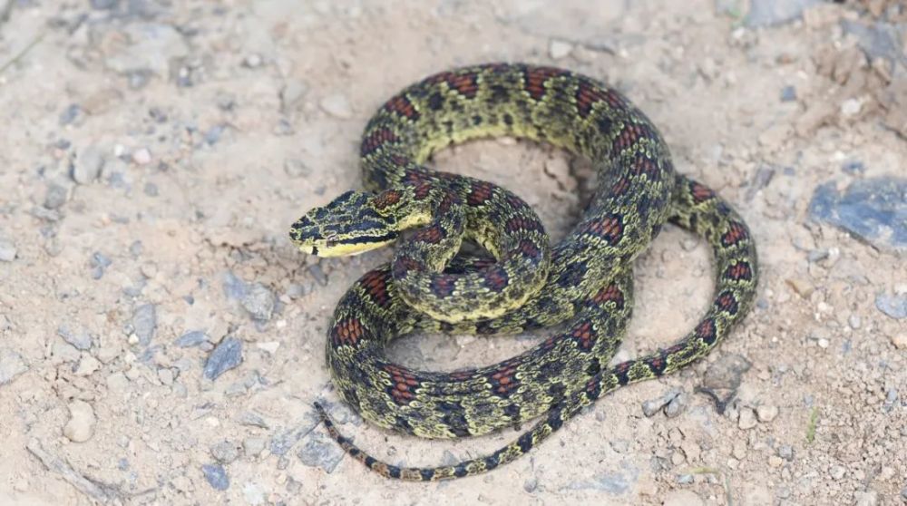 菜花原矛头蝮protobothrops jerdonii在陕西秦岭有一种无毒蛇,叫秦皇