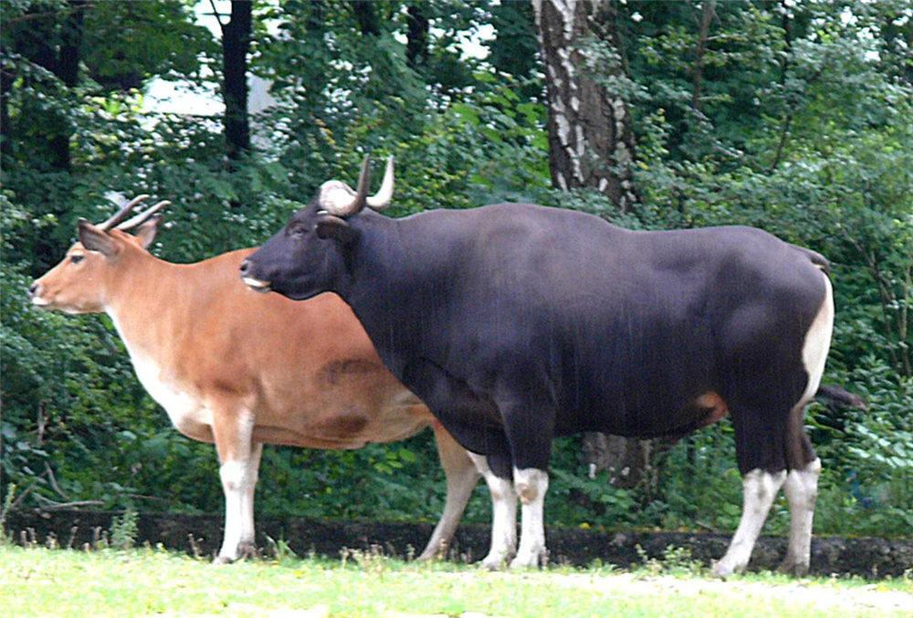 白臀野牛是牛科,牛属动物,与白肢野牛是近亲,全身肌肉健硕,体型比白肢