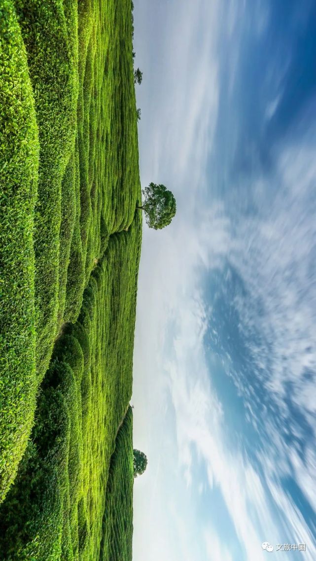 章鎮王充茶園,遍地的新綠令人呼吸間都充斥著生機,橫屏觀看驚豔美景.