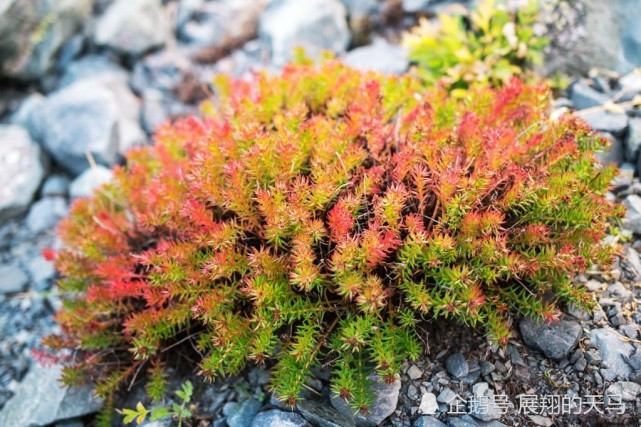 为什么说珠穆朗玛峰长草不是什么好事,而是一种危险的信号?