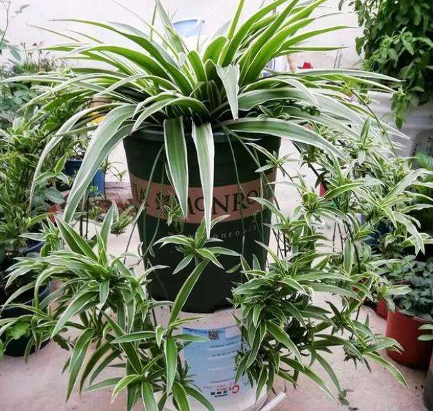 养吊兰只会浇水?教你几个小技巧,不干尖不黄叶,枝繁叶茂长势旺