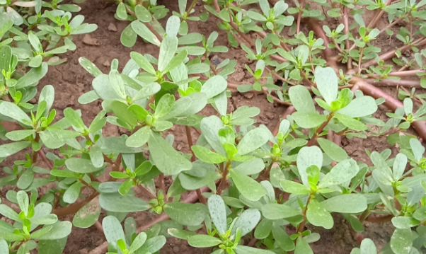 入伏前6種野菜抓緊吃尤其第3種好吃又下飯吃它們不愁沒食慾