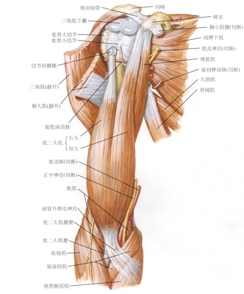 另一扁平腱称肱二头肌腱膜bicipital aponeurosis,其纤维来自短头的