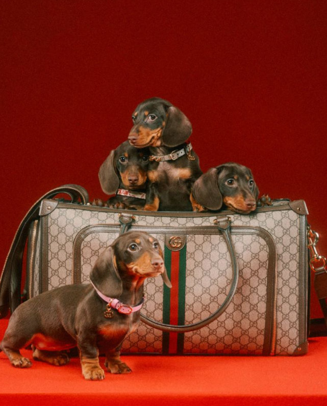 古驰宠物生活方式系列:再续奇幻魔法之旅