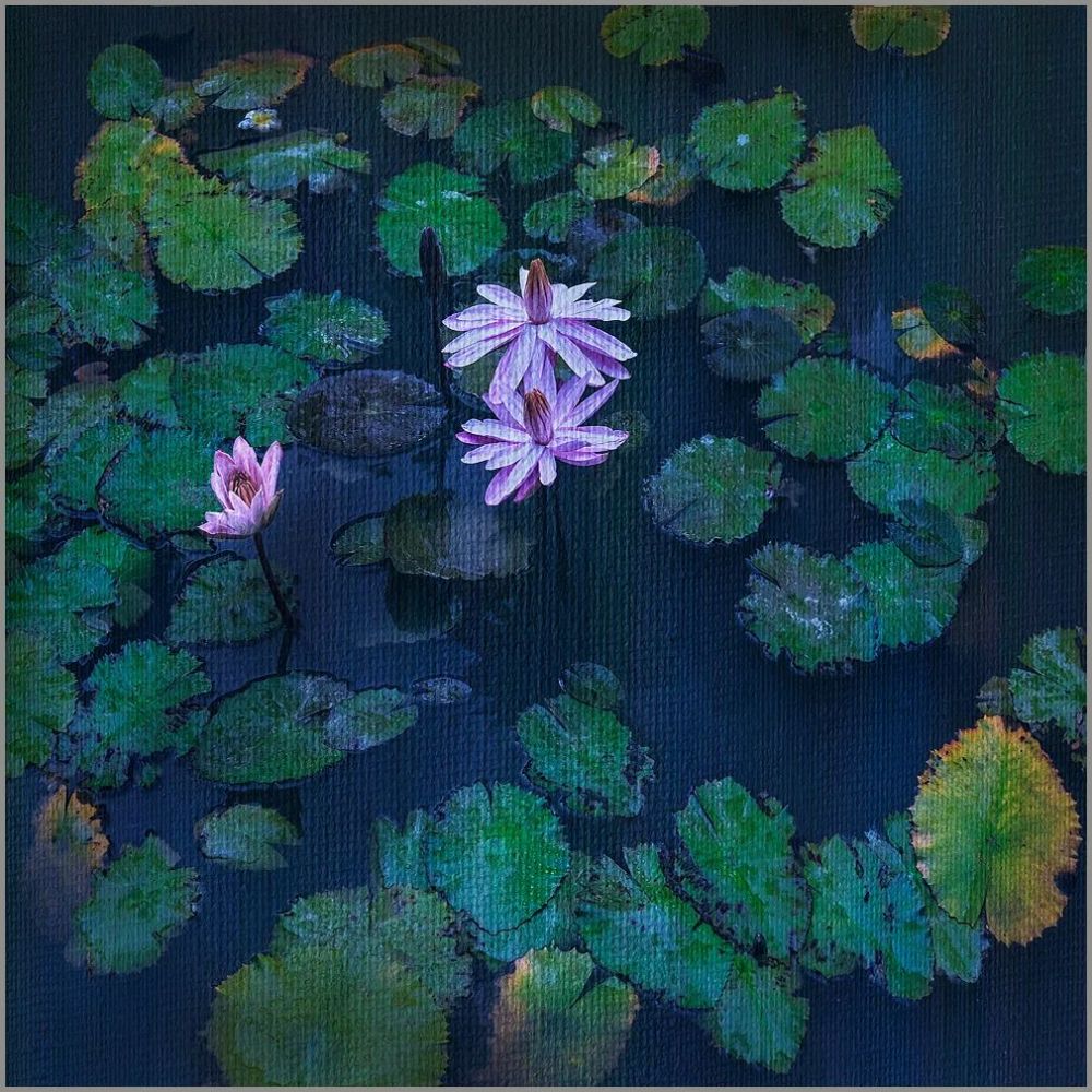 会员佳作|石广智:荷塘印象_腾讯新闻