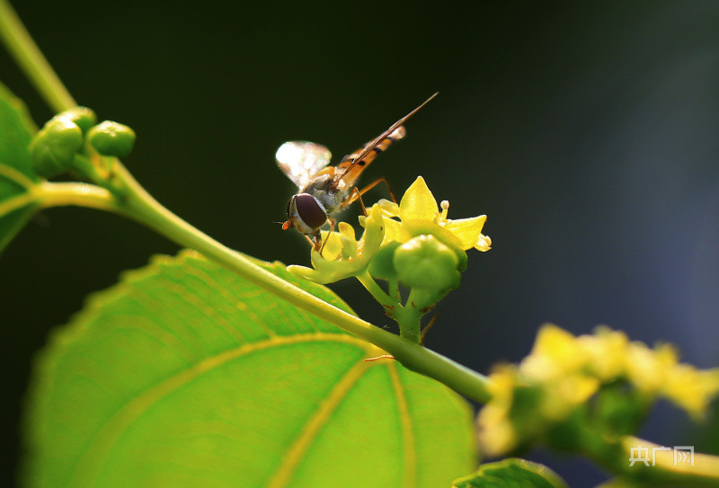 安阳市内黄县枣香枣花开