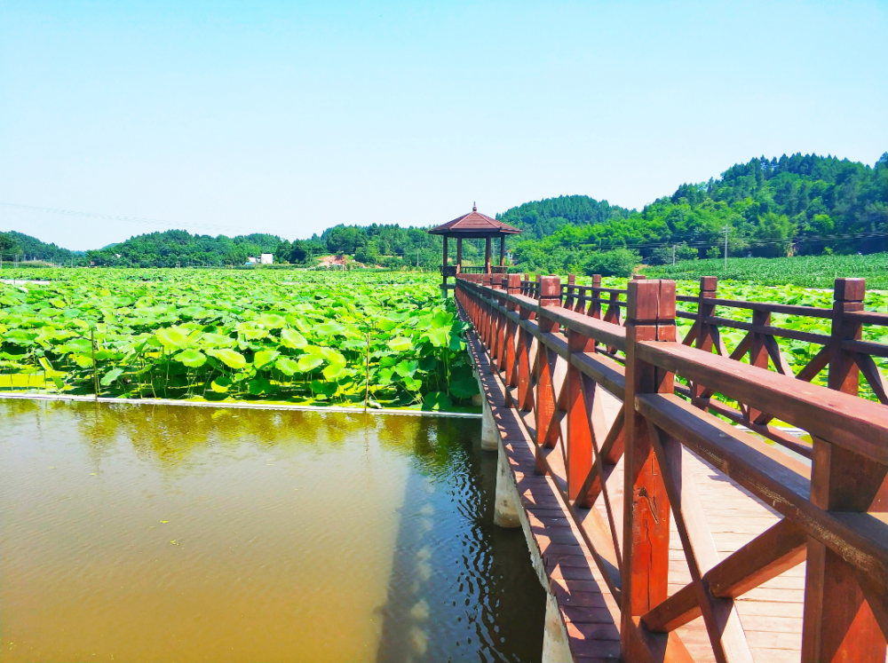 幺铺十里荷廊风景区图片