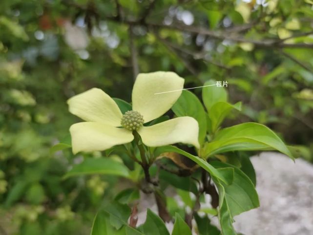 很多人以为头状四照花的花长这样被错认的花1朱鑫鑫 摄头状四照花