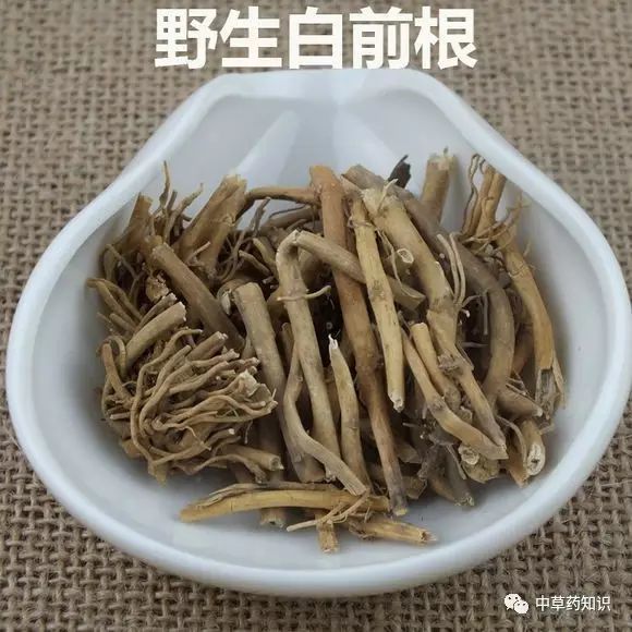 白前-柳葉白前藥材性狀:柳葉白前根莖圓柱形,有分枝