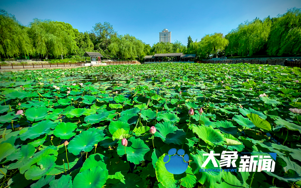 這片荷塘承包了整個夏天來鄭州紫荊山公園賞萬荷競放