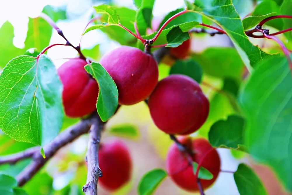 彭阳:红梅杏熟了_腾讯新闻