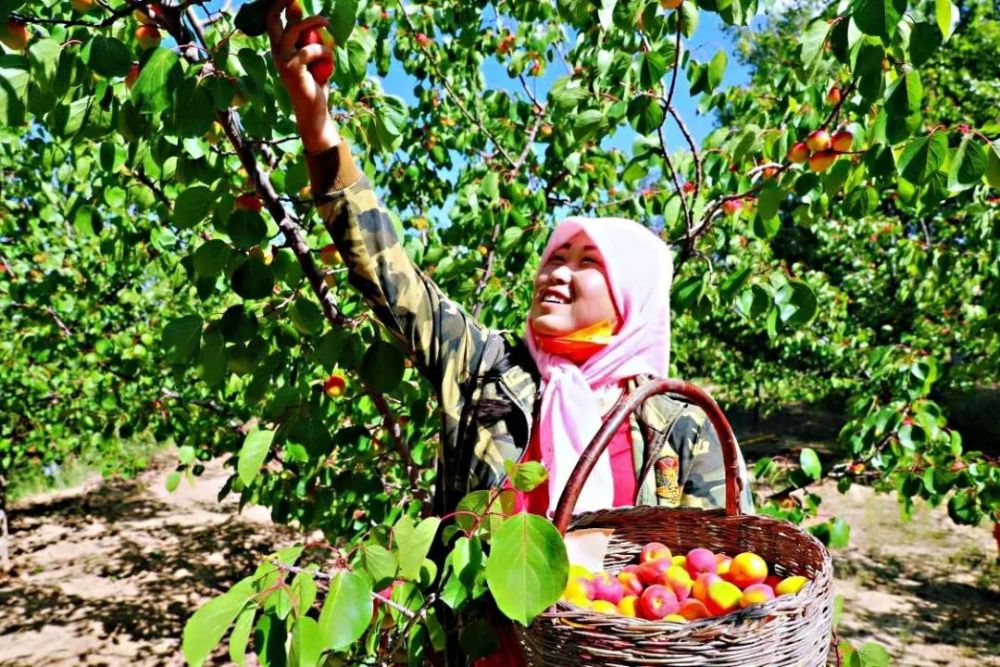 彭阳红梅杏熟了