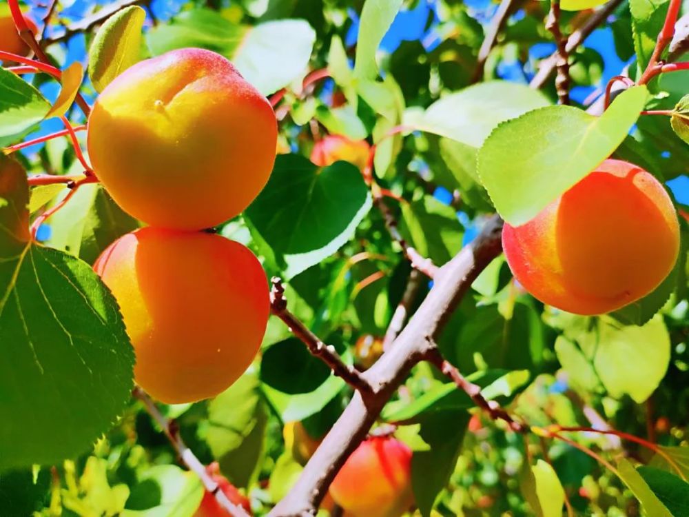 彭阳:红梅杏熟了_腾讯新闻