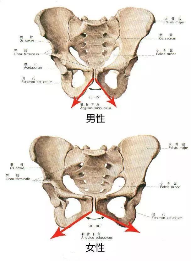 二,開胯圖解人的自重已紮在膝部以下——小腿及腳跟部;在膝部不前傾的