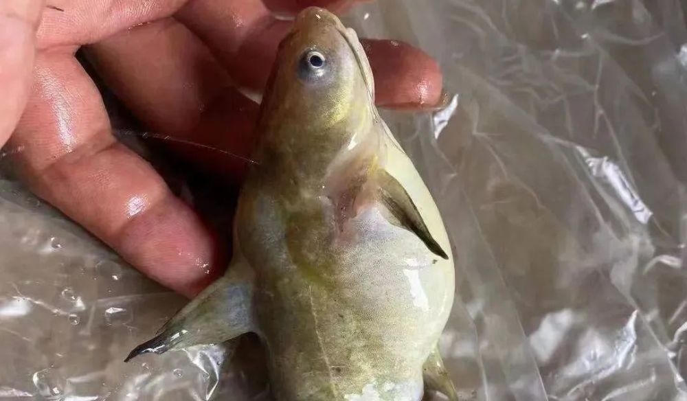连续降雨频繁 黄颡鱼腹水高发 如何应对 腾讯新闻