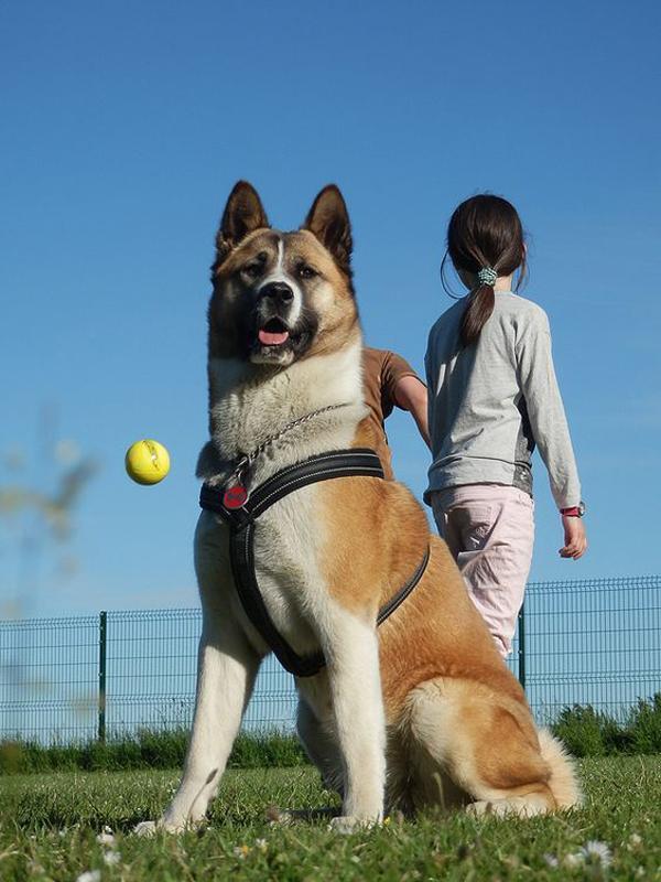 美系秋田犬和日系秋田犬的外觀區別和圖片欣賞