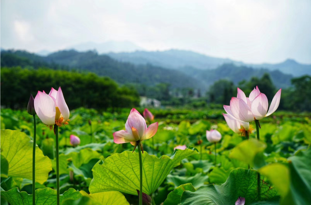 大余县左拔镇图片