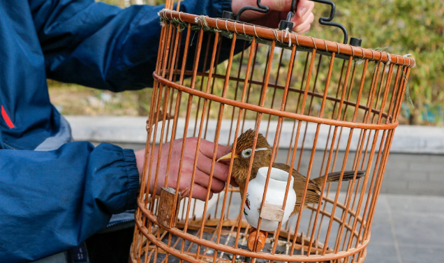 遛鸟为何盛行整个北京城,败光家底也要玩?
