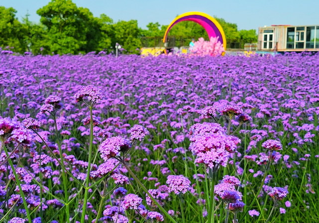 紫色浪漫花海 让人心旷神怡