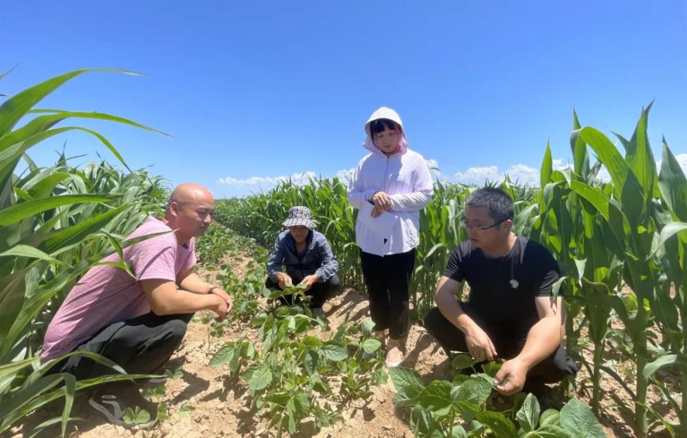 洛川縣玉米大豆套種助農增產增收