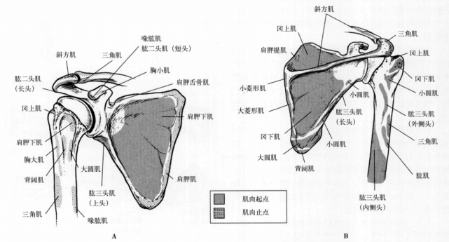 一文掌握|超全肩部解剖,值得收藏!