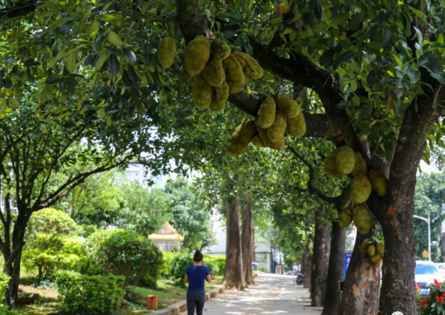 每一条街都有不同的路道树,柚木,香樟,小叶榕,芒果,龙眼,柚子,菠萝蜜