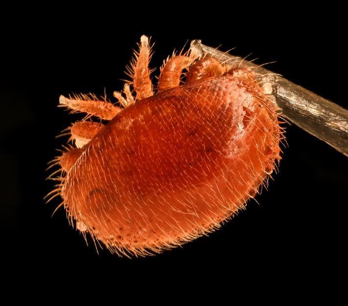 蜜蜂也得居家隔离澳洲惊现致命大蜂螨政府紧急颁发禁令