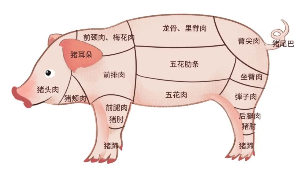 猪肉分割图及名称图片