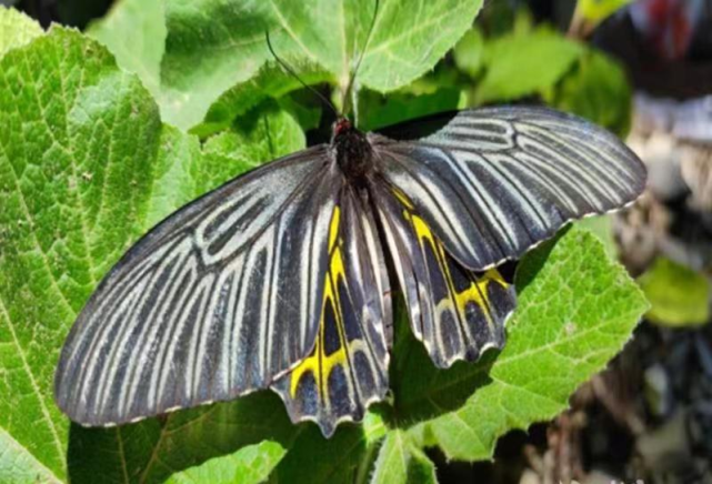 "最美蝴蝶"金裳凤蝶现身神农架